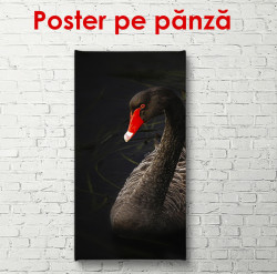 Poster, Lebada neagra