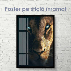 Poster, Leoaică cu ochi albaștri