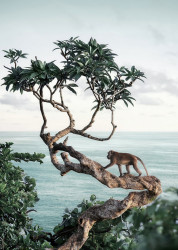Poster, Maimuță în un copac