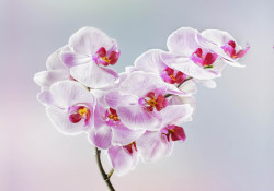 Poster, Orhideea roz pe un fundal albastru