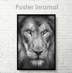 Poster, Privirea Leului