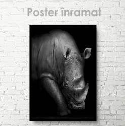 Poster, Rinocer