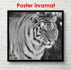 Poster, Tigru la vânătoare