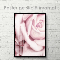 Poster, Trandafirul roz