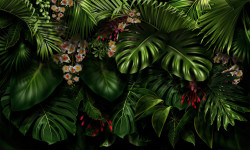 Fototapet, Frunze tropicale de plante
