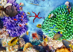 Fototapet, Recifi de corali și pești multicolori