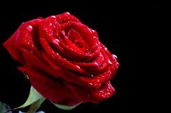 Fototapet, Un trandafir roșu pe fundal negru