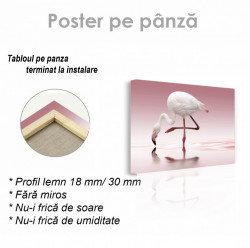 Poster, Flamingo alb