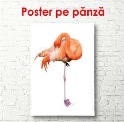 Poster, Flamingo pe fundal alb