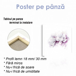 Poster, Floare albă cu contur violet