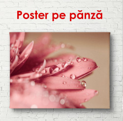 Poster, Floarea roz
