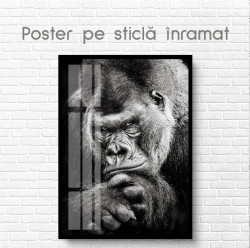 Poster, Gorilă alb-negru