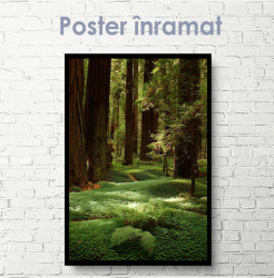 Poster, Pădure verde și copaci înalți