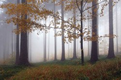 Poster, Pădurea ceață