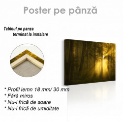 Poster, Razele solare pătrund în adâncurile pădurii