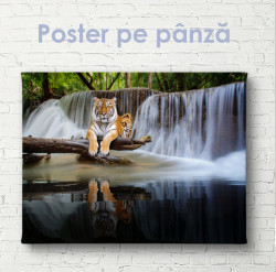 Poster, Tigru grațios pe fundalul unei cascade