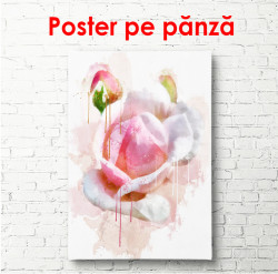 Poster, Trandafir delicat roz