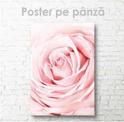 Poster, Trandafir roz de aproape