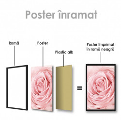 Poster, Trandafir roz de aproape