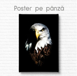 Poster, Vulturul