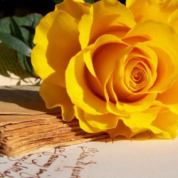 Tablou modular, Trandafirul cu culoarea galbenă pe masă