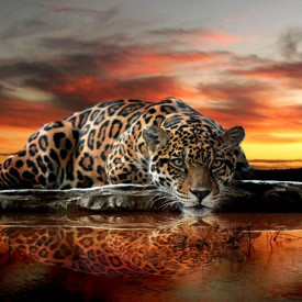 Fototapet, Leopardul bea apă la apus