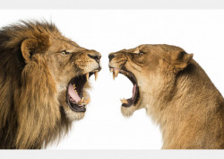 Fototapet, Leul și leoaica pe un fundal alb
