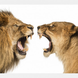 Fototapet, Leul și leoaica pe un fundal alb
