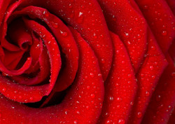 Fototapet, Petale roșii de trandafir
