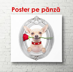 Poster, Câine cu un trandafir