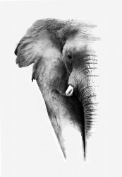Poster, Elefantul