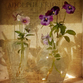 Poster, Flori de primăvară violet într-o vază pe masă