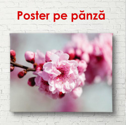 Poster, Florile de primăvară roz