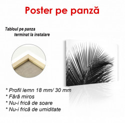 Poster, Frunze de palmier pe un fond alb