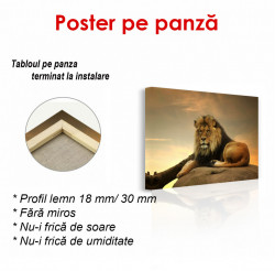 Poster, Leul pe piatra