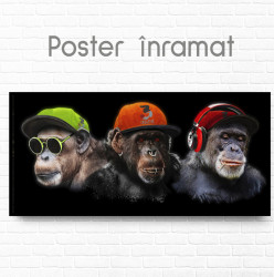 Poster, Maimuțe Glamour