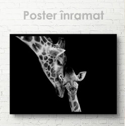 Poster, Mama girafă și copilul ei