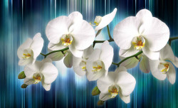 Poster, Orhidee albe pe fundal albastru