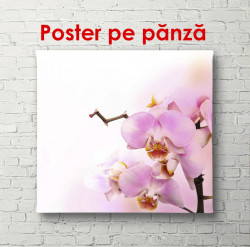 Poster, Orhidee roz
