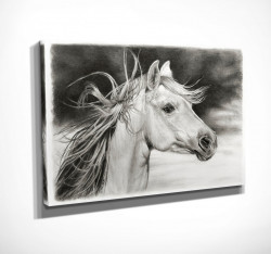 Poster, Pictură de cal alb și negru