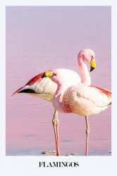 SET, Flamingo-scoici-plajă