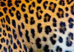 Fototapet, Factură piele de leopard