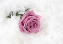 Fototapete, Un trandafir roz și pene pufoase