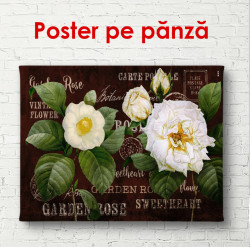 Poster, Bujori mari albi cu frunze verzi pe un fundal maro.