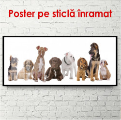 Poster, Câini frumoși pe un fundal alb