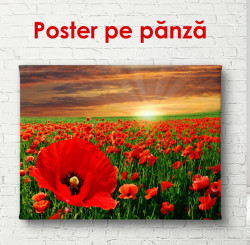 Poster, Câmp de maci pe fundal de apus de soare