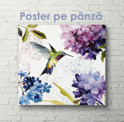 Poster, Colibri printre flori