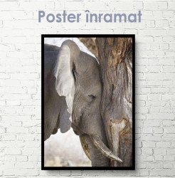 Poster, Elefantul trist