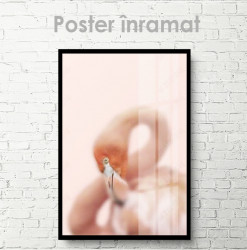Poster, Flamingo roz