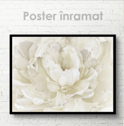 Poster, Floare albă